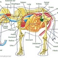 Esta es la anatomía de los elefantes