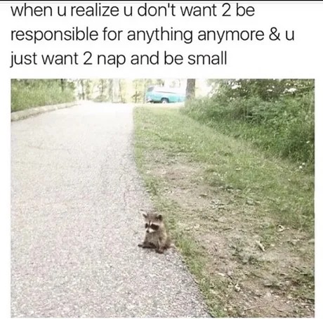 Let's nap - meme