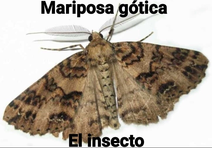 Revisen el primer tag - meme