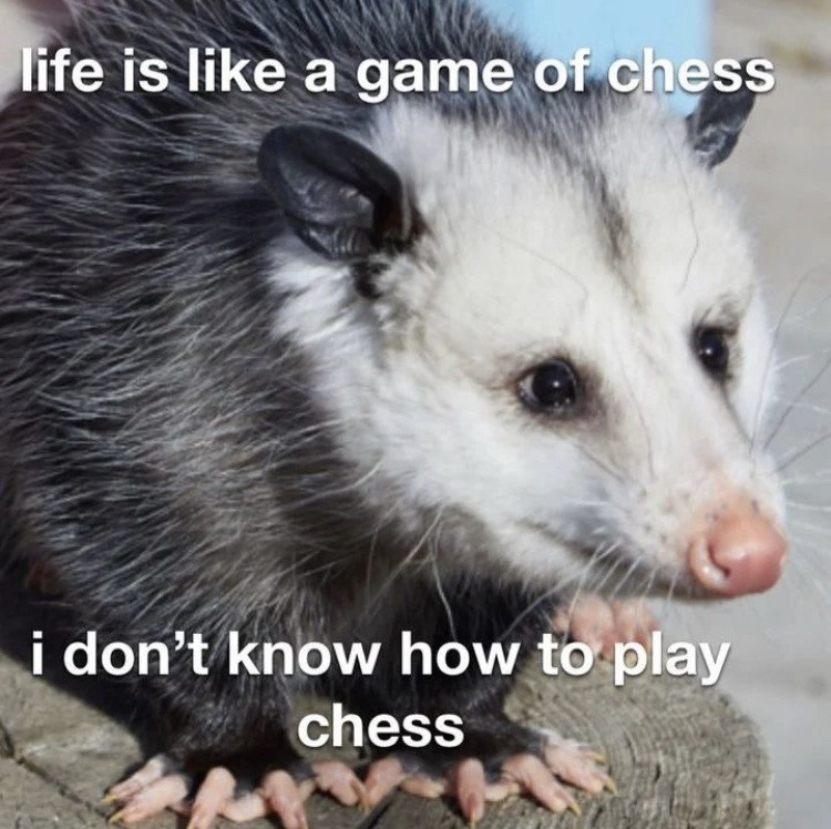 obv stolen but the opossum face says it all - meme