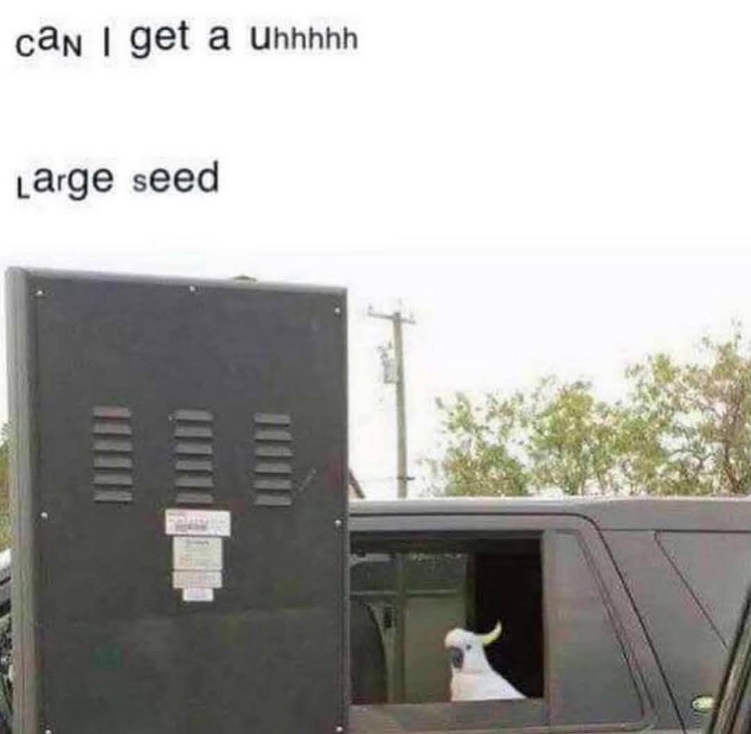 Very bird - meme