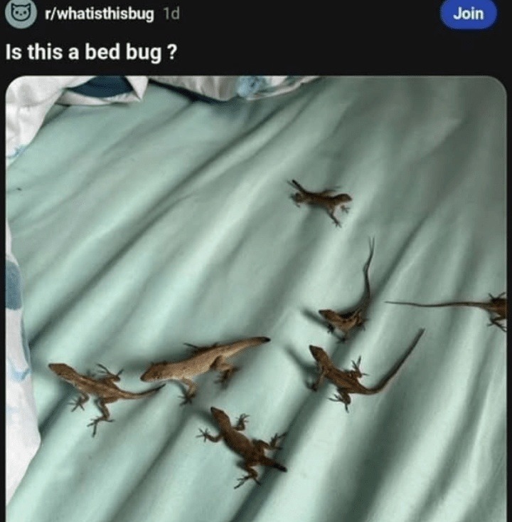 Is this bug tryna pay rent? What is this thing? - meme