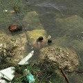 who died from pollution under the sea ??!!