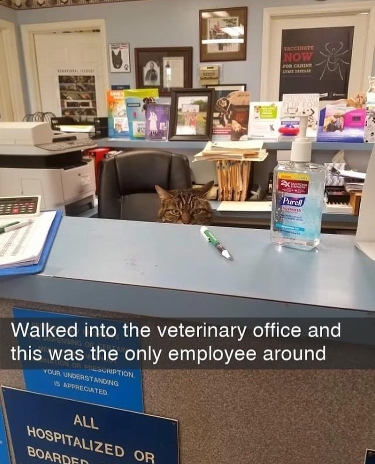 your appointment to pet me is ready - meme