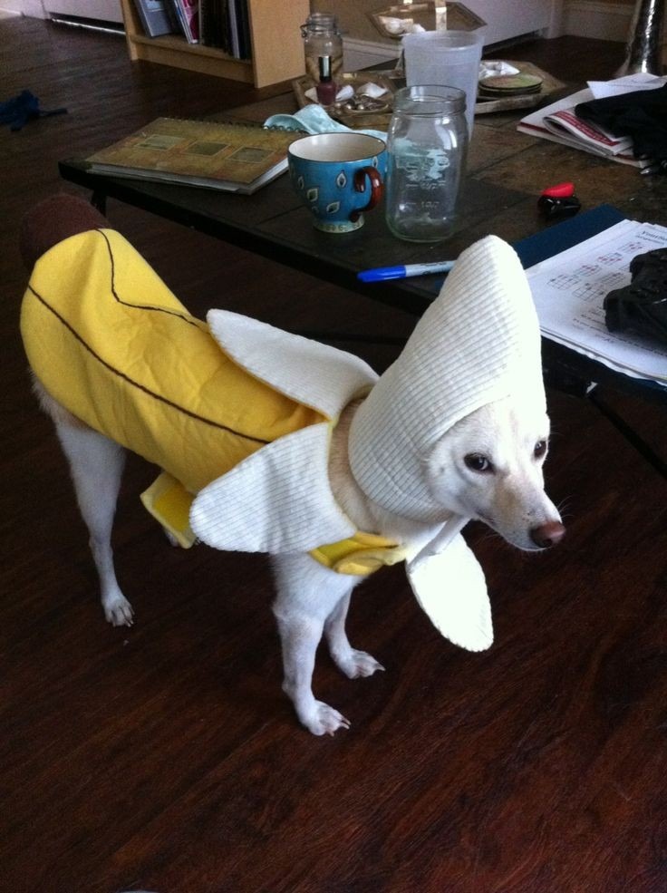 No meme, just banana dog
