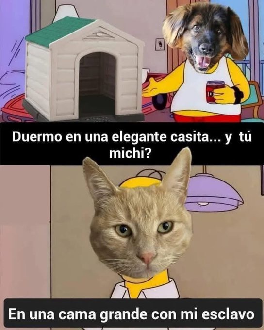 perros vs gatos memes buscar gracioso