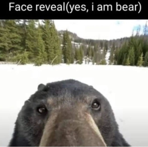 Soy un oso - meme