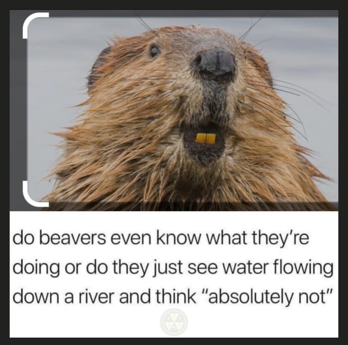 Beaver - meme