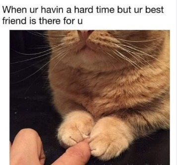 Very precise paws - meme