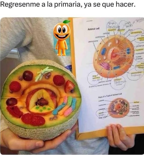 Devuélvanme a primaria que ahora sí sé qué hacer - meme