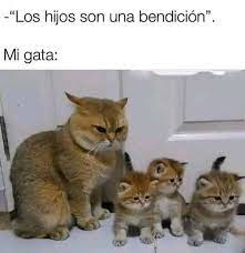 memes gatos