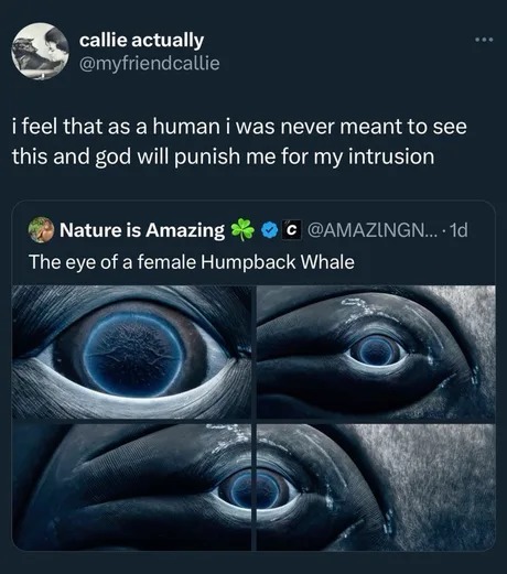 The eye of a female Humpback Whale - meme