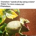 Chameleons are fukn awsome
