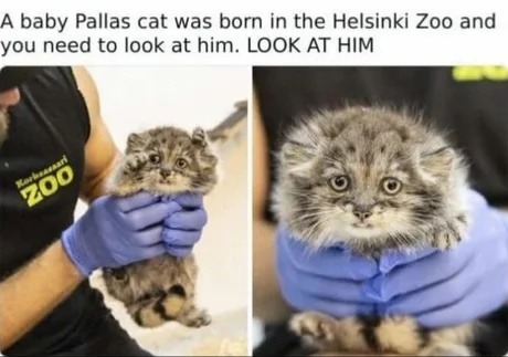 A baby Pallas cat was born and you absolutely need to see him - meme