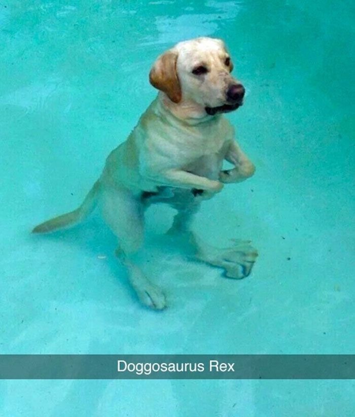 Dog is a dinosaur - meme