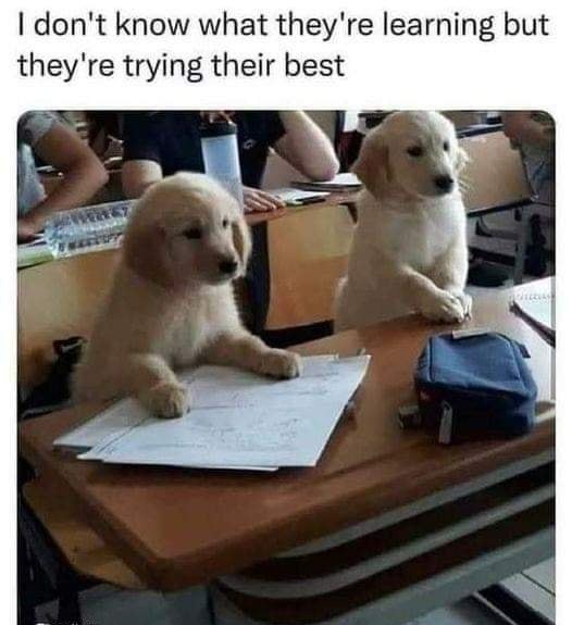 Dog school - meme