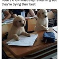 Dog school