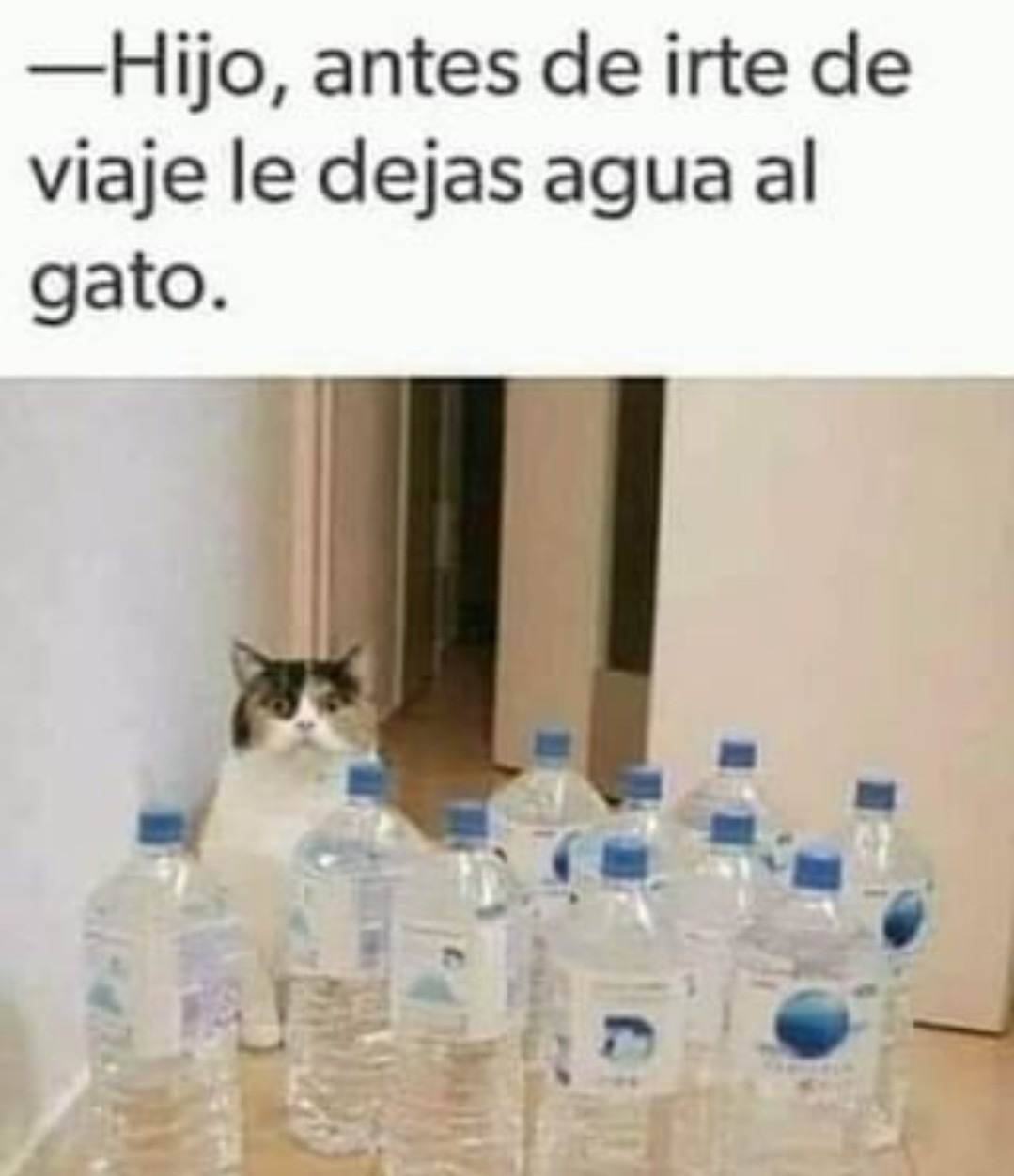 Gatito - meme