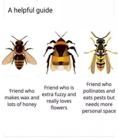 Bee guide - meme
