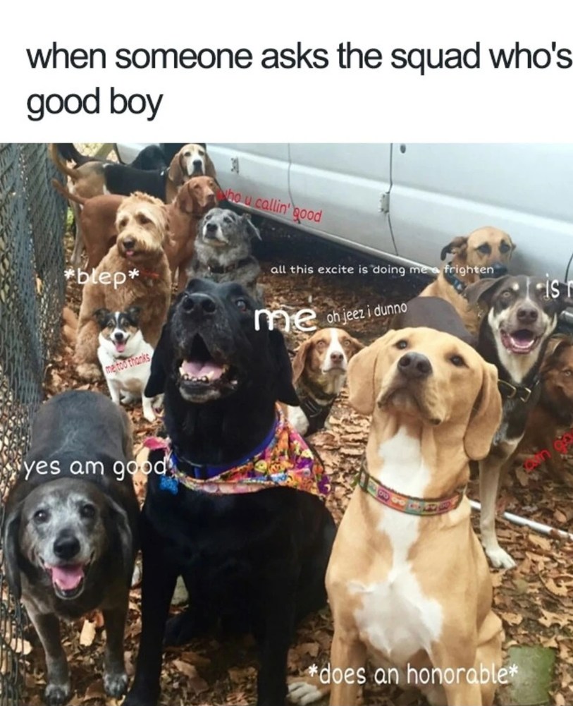 First dog is like: YES. It's me. - meme