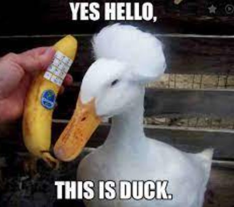 Yes. Hello duck. - meme