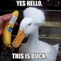 Yes. Hello duck.