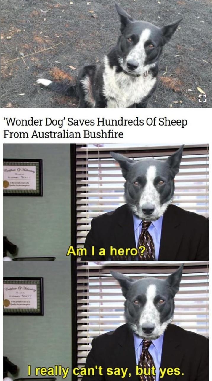Wonder dog is a gigachad - meme