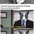Wonder dog is a gigachad