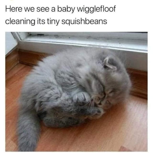 Behold: a baby wigglefloof cleaning its tiny squishbeans - meme