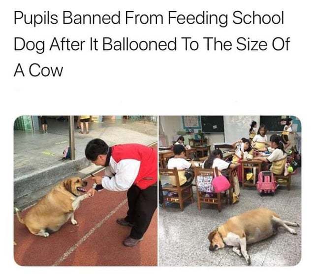 Pupils banned from feeding school dog after it ballooned to the size of a cow - meme
