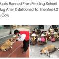 Pupils banned from feeding school dog after it ballooned to the size of a cow