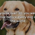 Doggo fact