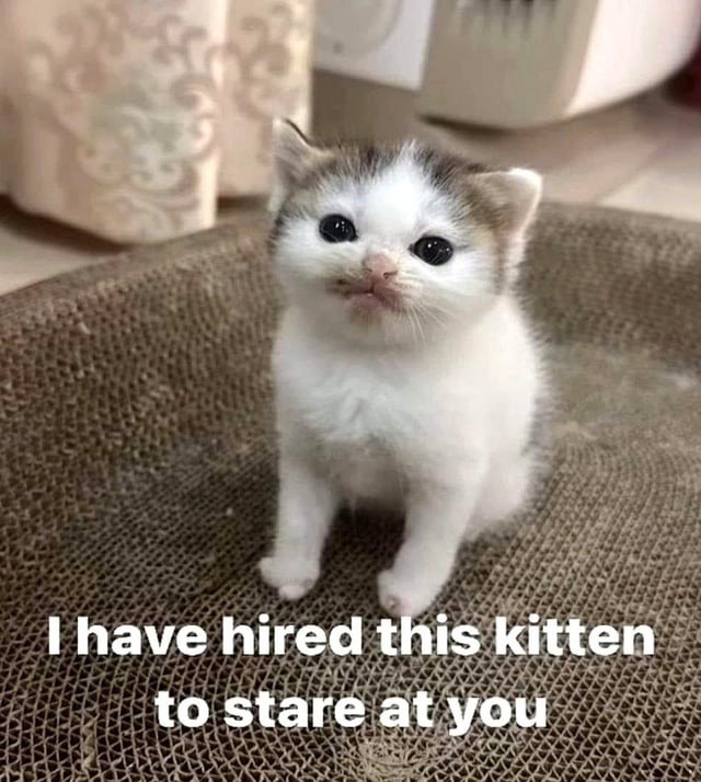 kitten eyes - meme