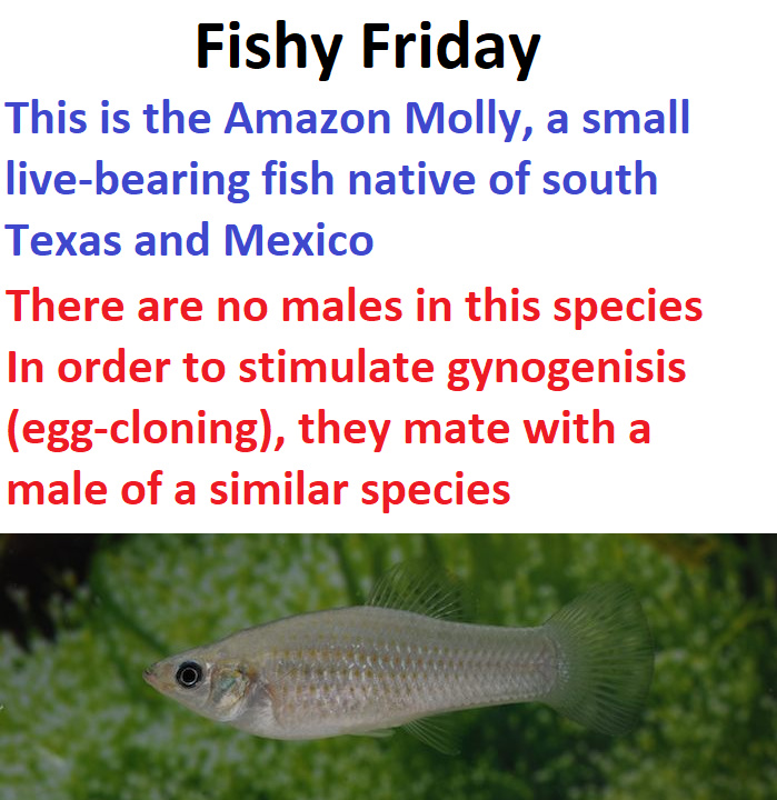 Fishy Friday - meme