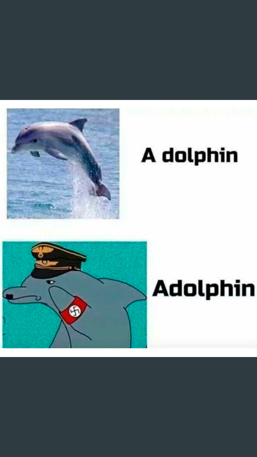 Heil dolphin - meme