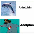 Heil dolphin