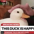 Pato feliz