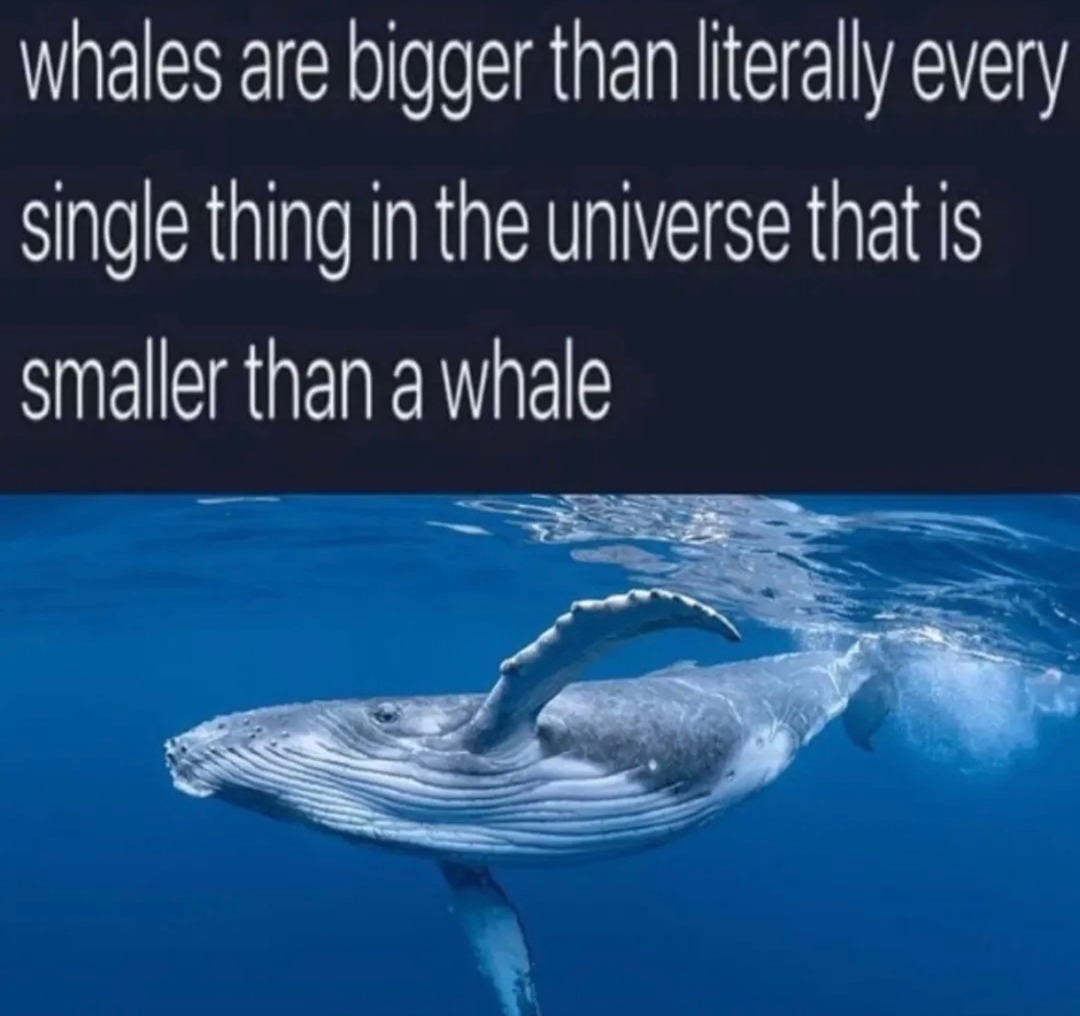 Whales are bigger than literally everything smaller than whales - meme