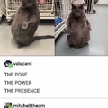 the biggie cheese stance