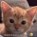 três coisas que amo: Gato e matemática
