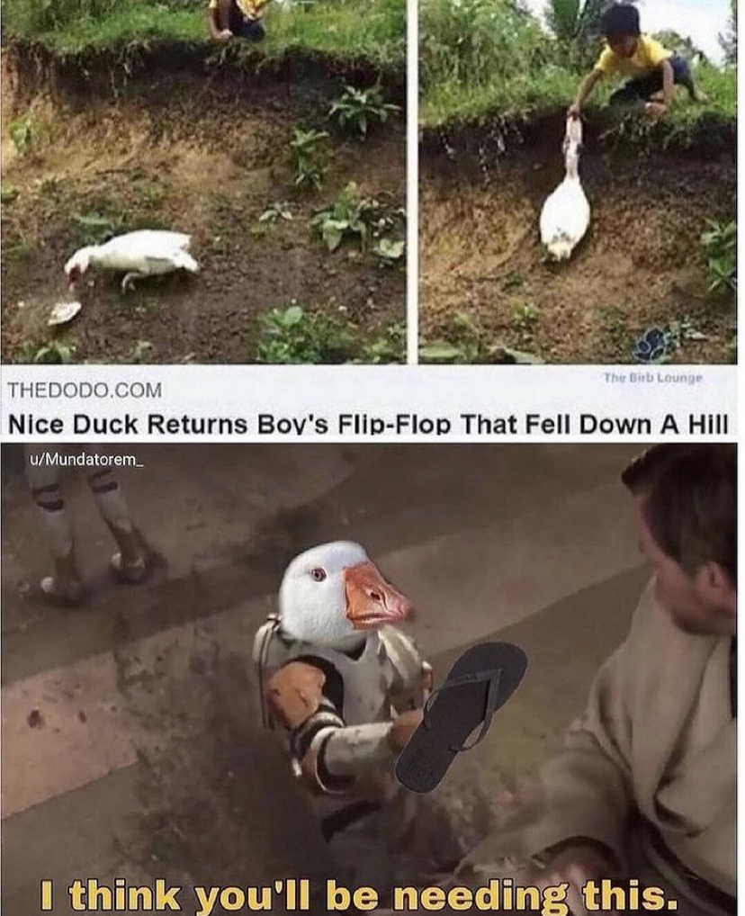 duck me - meme