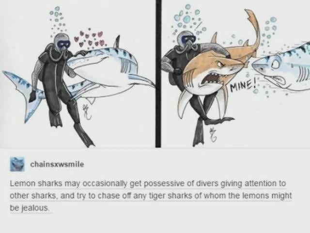 Lemon sharks getting jealous of liger sharks like it's high school drama - meme