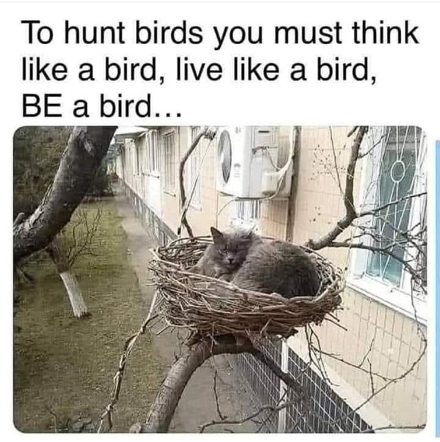 to hunt bird, you must become bird - meme