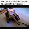 Agua means water in Spanish but agua rhymes with chihuahua