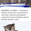 Watch the owl