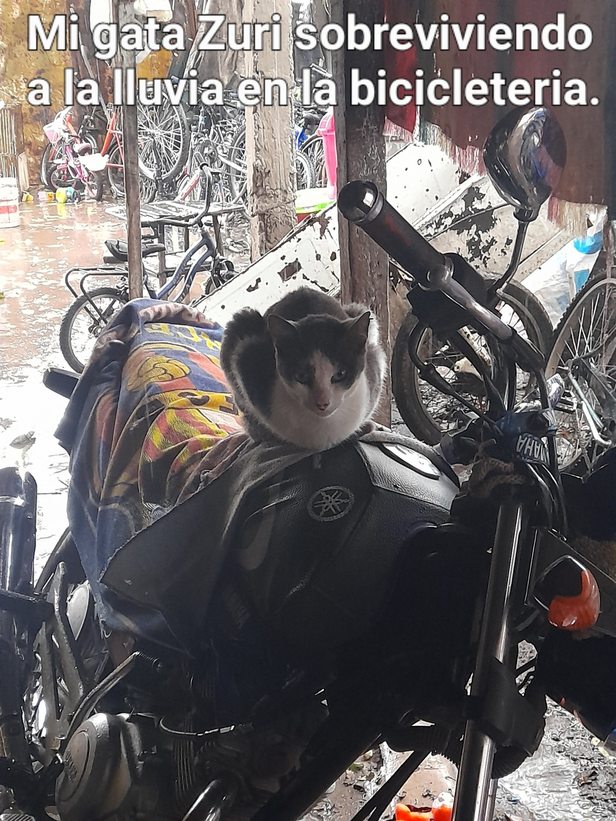Es toda una guerrera miren esa cara. - meme