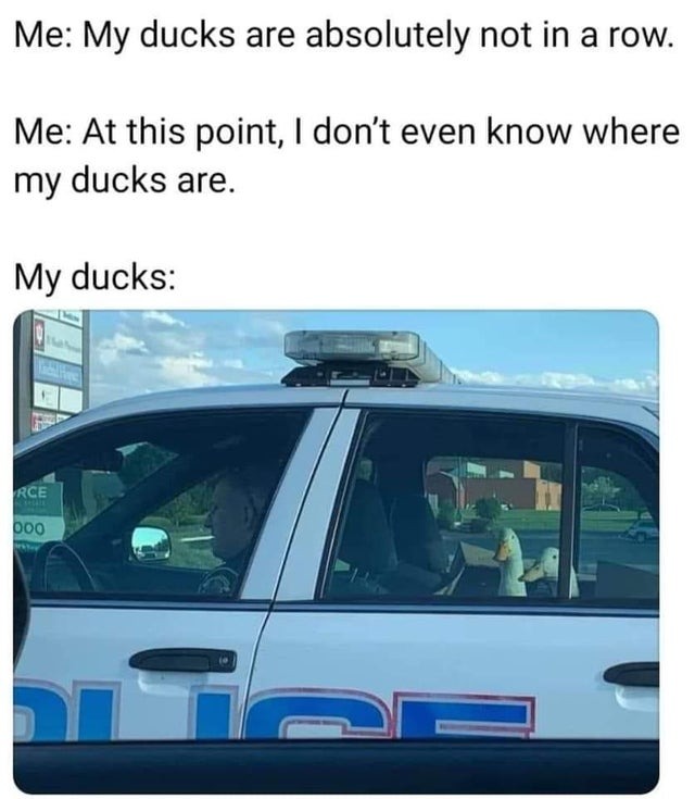 where are my ducks - meme