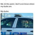 where are my ducks