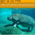 That's a cute hippo