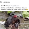 Mama chicken and her chicken nuggies